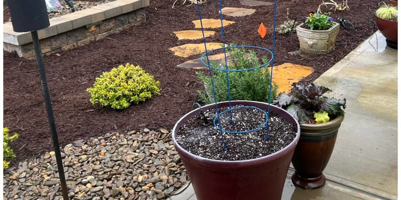Landscape Planting in Huntersville, North Carolina